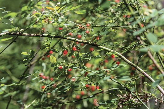True wild huckleberry is often found near streams or on wet, north-facing slopes. It ripens in early fall, making it one of the earlier foods bears search for.